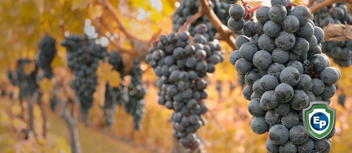 Chile, A History Of Re-Invention In A Bottle