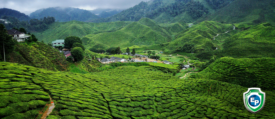 Cameroon’s Top 5 Exports