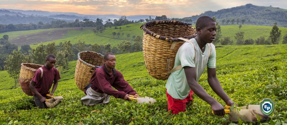 Cameroon Ratifies the Africa Continental Free Trade Area