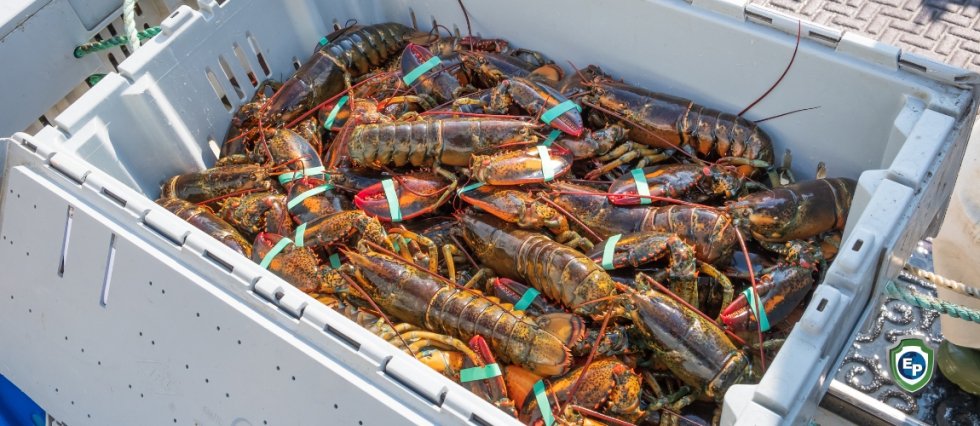 The Chinese-Australian Trade War