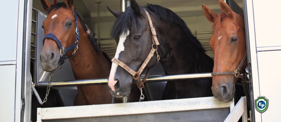 Protests at 'inhumane' export of live horses to Japan for food