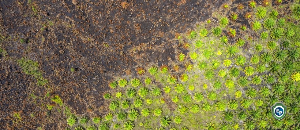 Malaysia Escalate EU Palm Oil Dispute at WTO