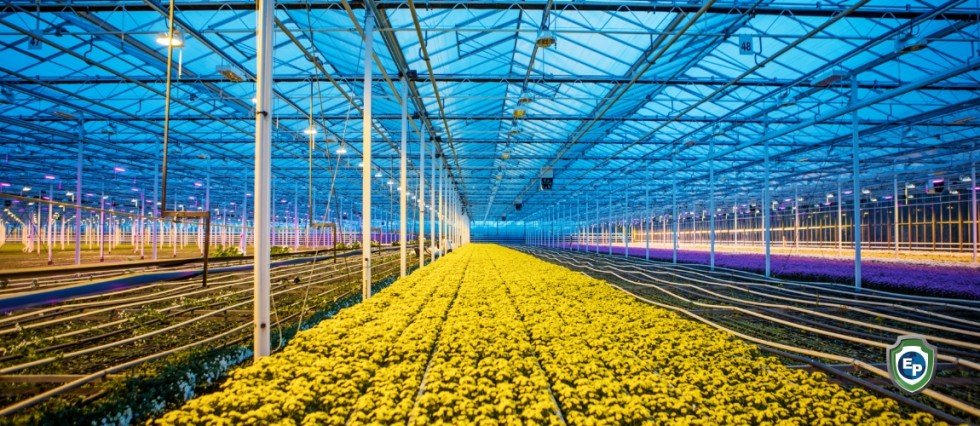 The UAE and Netherlands Ink MoU on 50th Anniversary of Trade Ties