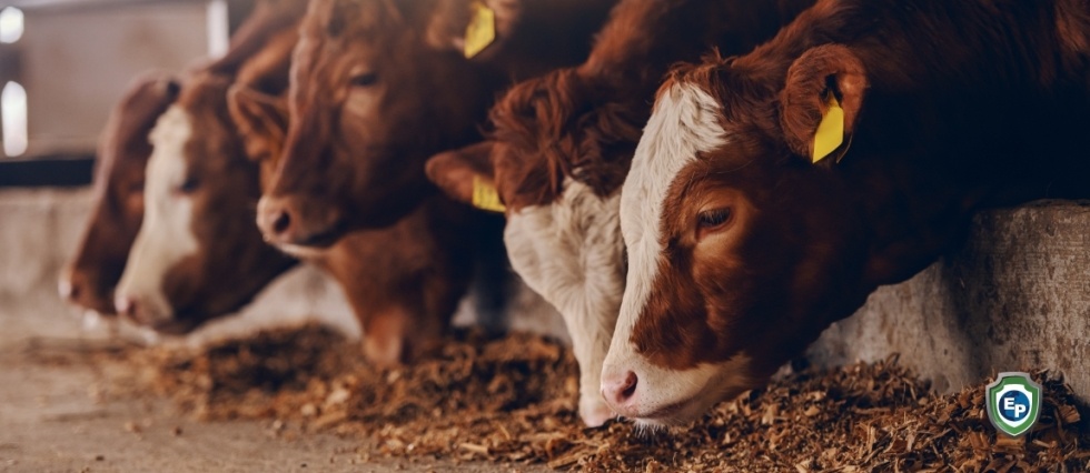On New Zealand Farm, Scientists Reduce Cow Burps to Save the World