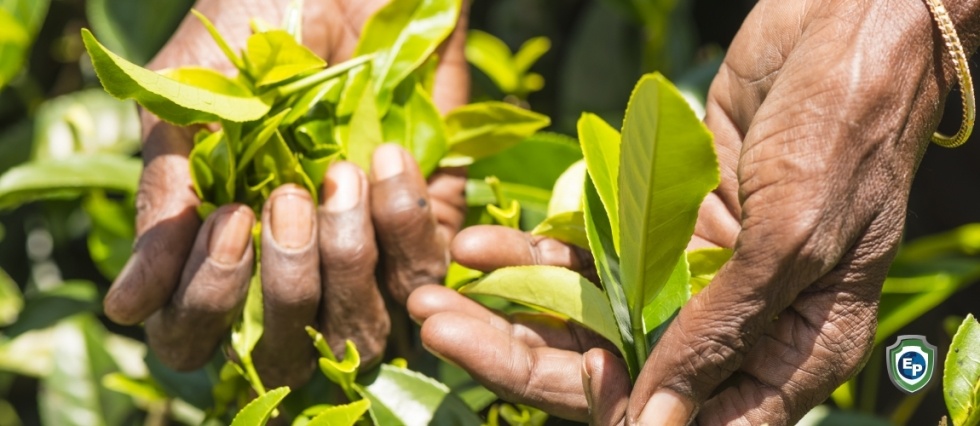 5 Leading Tea Exporting Countries Globally and Their Dominance in Numbers