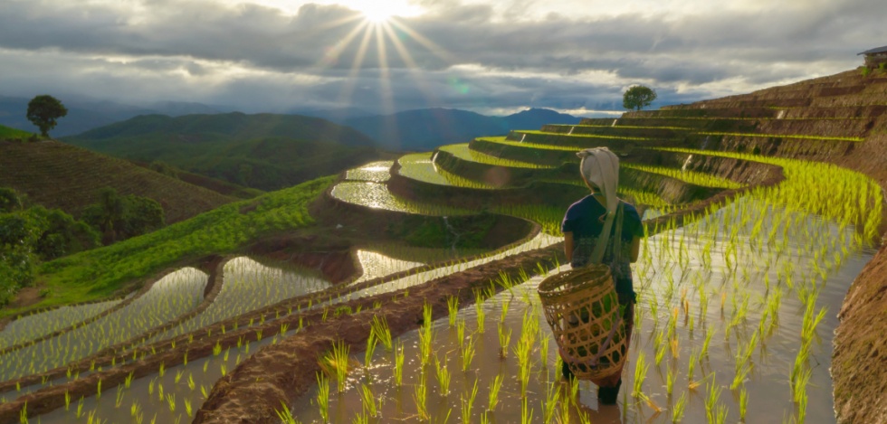 Dealers Warn: India's Restrictions on Rice Exports Jeopardize 2 Million Tons of Contracts