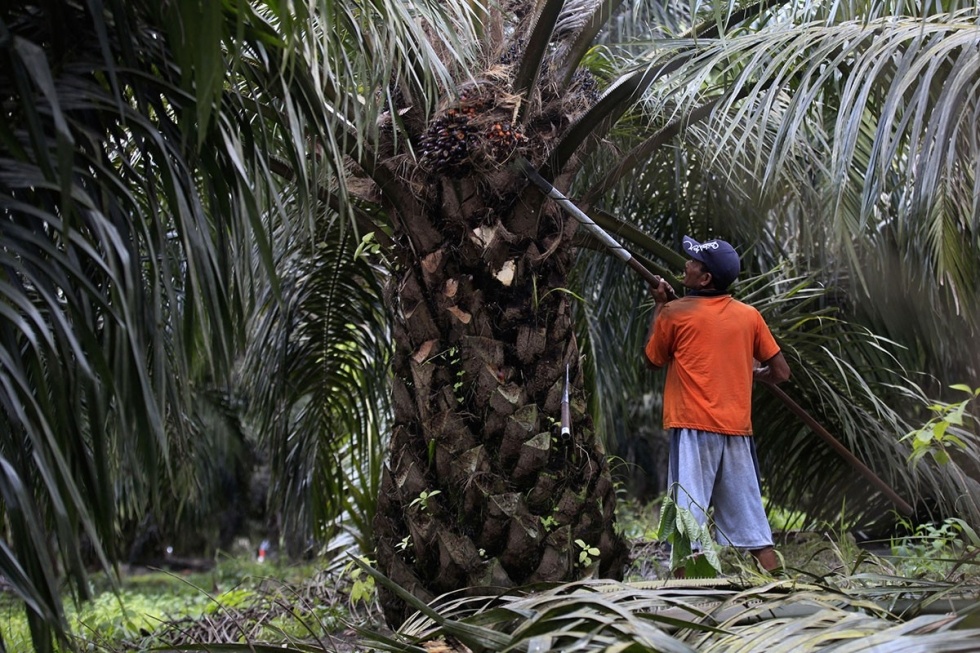 Unlocking Palm Oil Trends and India's Imports