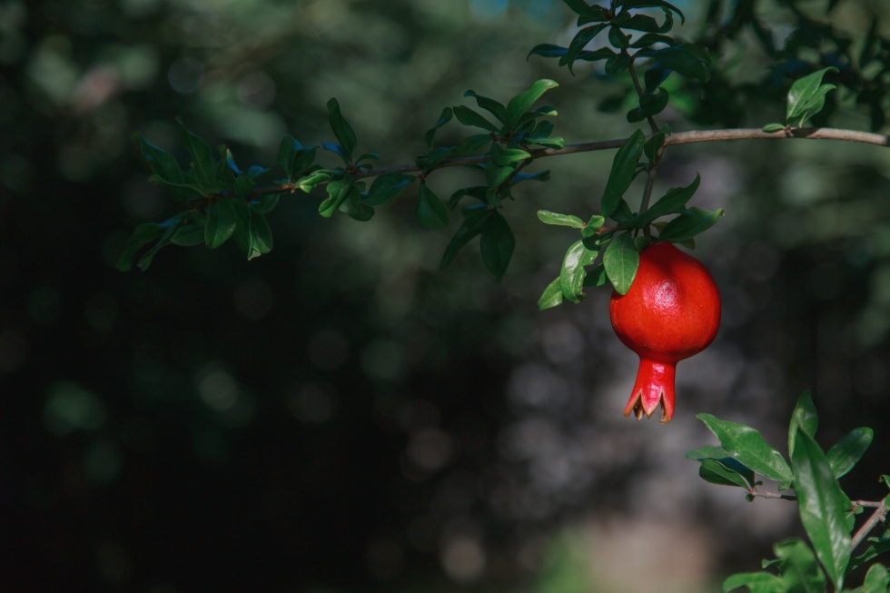 Unlocking Global Markets with Pomegranate Export