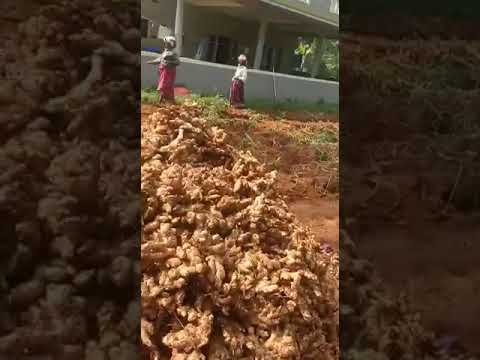 YELON EXPORT PRIVATE LIMITED