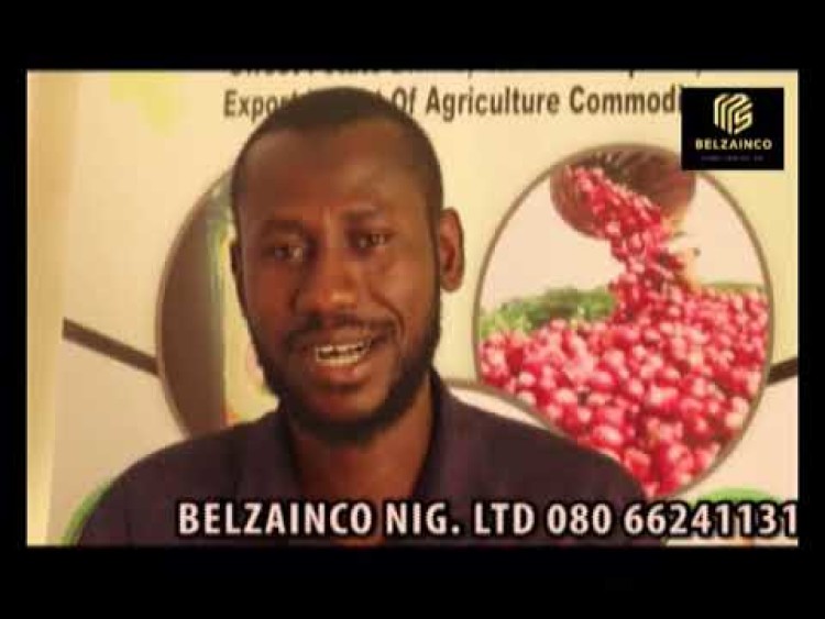 Belzainco Global Links Nig Ltd