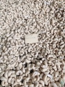 Cashew Nuts