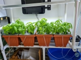 Hydroponic System ( Deep Water Culture ) For 20 Plants-DWC 1010