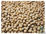 SOYA BEAN