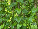 Betel leaves