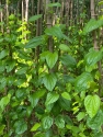 Betel leaves
