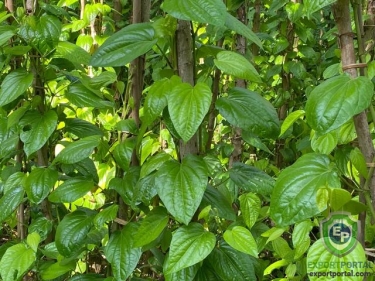 Betel leaves