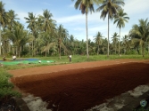 High Quality Coir Pith/Coconut Peat From Indonesia