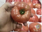 Pink Tomato