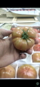 Pink Tomato
