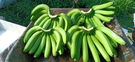 Fresh Cavendish Banana