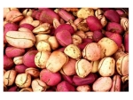 Kola Nuts