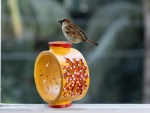 Wheel Throwing BirdFeeder and Home Stay
