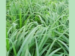 Citronella Java Oil - Van Aroma (CT-001)