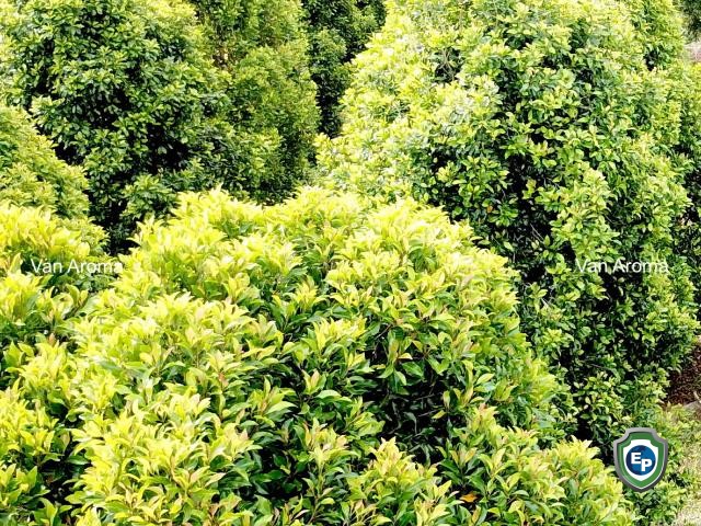 Clove Leaf Oil Rectified 85% - Van Aroma (CL-185)