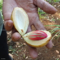 Nutmeg Oil (Java 9% Myristicin) - Van Aroma (NM-001)