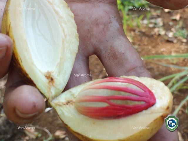 Huile essentielle noix de muscade indonesie naturelle, 8008-45-5