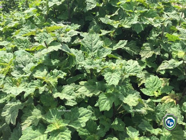 Patchouli Oil Sulawesi Dark Min 30 PA - Van Aroma (PL-104)