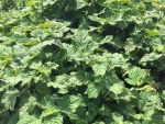 Patchouli Oil Sulawesi Dark Min 30 PA - Van Aroma (PL-104)