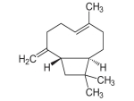 Beta Caryophyllene 95% - Van Aroma (CL-603)