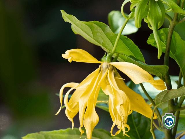 Cananga Oil - Van Aroma (CN-001)