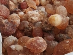 Mountain Almond Resin/Gum