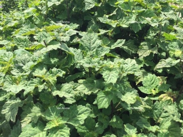 Patchouli Oil Sumatra Dark Min 30 PA (PL-103)