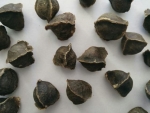 High Quality Moringa Seeds wingless