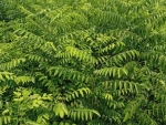 High Quality Curry Leaves