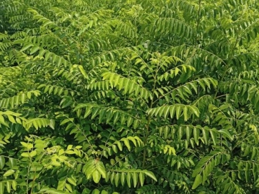 High Quality Curry Leaves