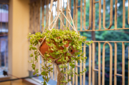 Balcony Hanging Terracotta Orchid Planter Manufacturer