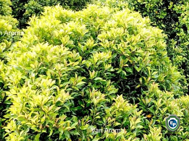 Clove Leaf Oil Crude 73% - Van Aroma (CL-173)