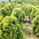 Clove Leaf Oil Crude 73% - Van Aroma (CL-173)