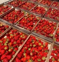 Strawberries for Export