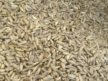 We offer milk thistle seeds or oil on a long-term basis