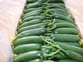 Cucumber