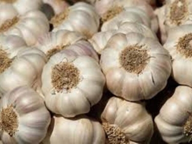 Garlic
