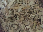 Neem Leaves