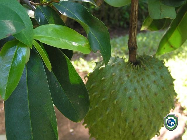 Dried Organic SourSop Guanabana Leaves