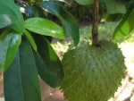 Dried Organic SourSop Guanabana Leaves