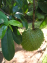 Dried Organic SourSop Guanabana Leaves